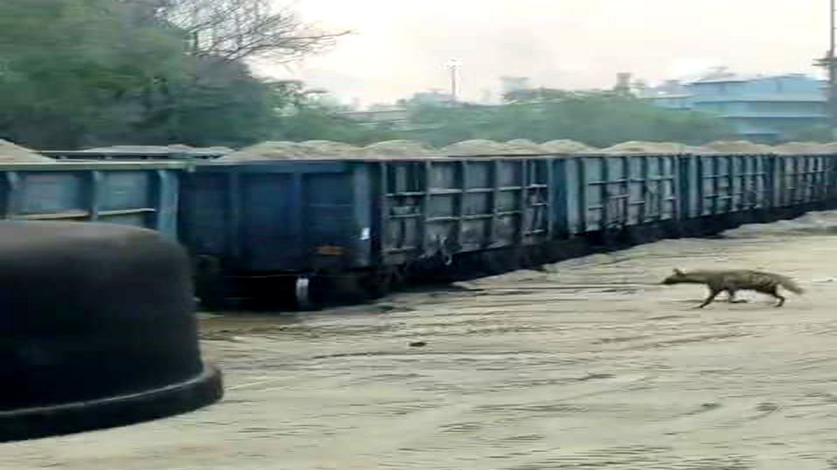 भिलाई में लकड़बग्घे का खौफ, टाउनशिप और BSP प्लांट के अंदर दिखने का Video वायरल