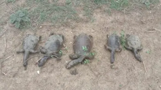 छत्तीसगढ़ के इस तालाब में रहस्यमयी तरीके से कछुओं की मौत, क्षेत्रीय मान्यता, कछुए मरने का मतलब जल्द आएगी बुरी खबर, डर के साए में लोग