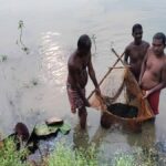 छत्तीसगढ़ में काले हीरे की खेती, सुपर फूड मखाना से चमकी किसानों की किस्मत, धान से देती है दोगुना लाभ