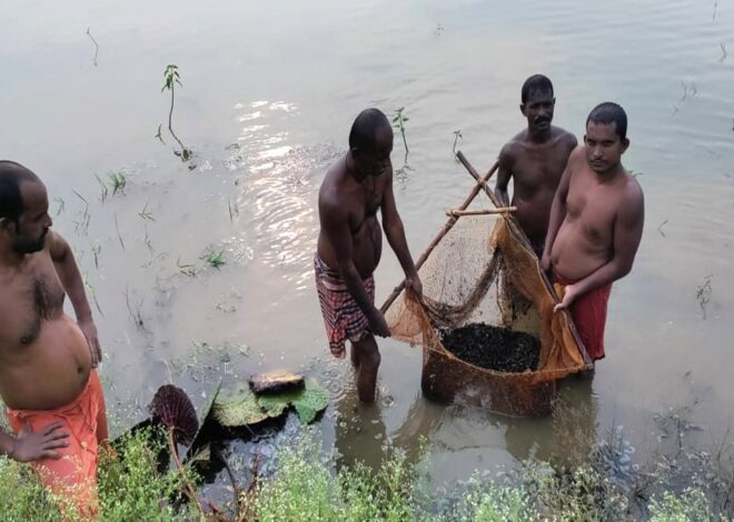 छत्तीसगढ़ में काले हीरे की खेती, सुपर फूड मखाना से चमकी किसानों की किस्मत, धान से देती है दोगुना लाभ