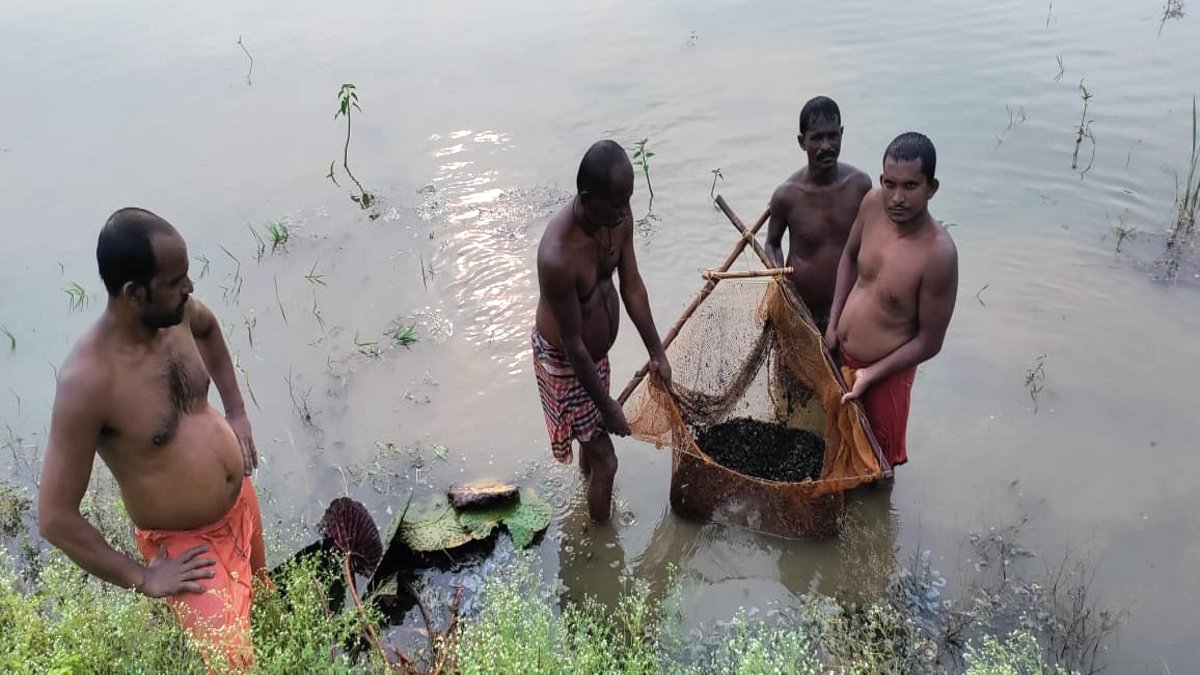 छत्तीसगढ़ में काले हीरे की खेती, सुपर फूड मखाना से चमकी किसानों की किस्मत, धान से देती है दोगुना लाभ