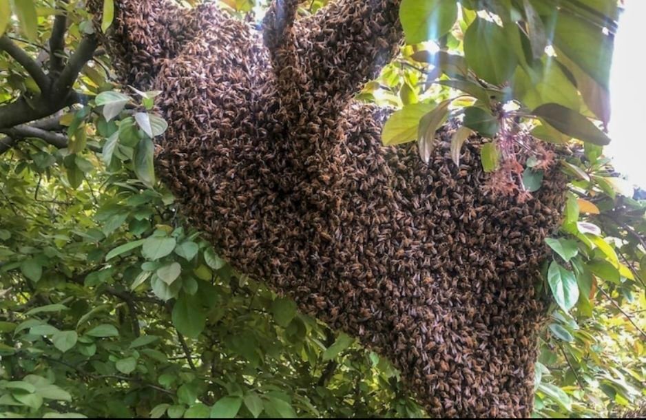 मंदिर परिसर में मधुमक्खियों के हमले के बाद अफरा-तफरी का दृश्य