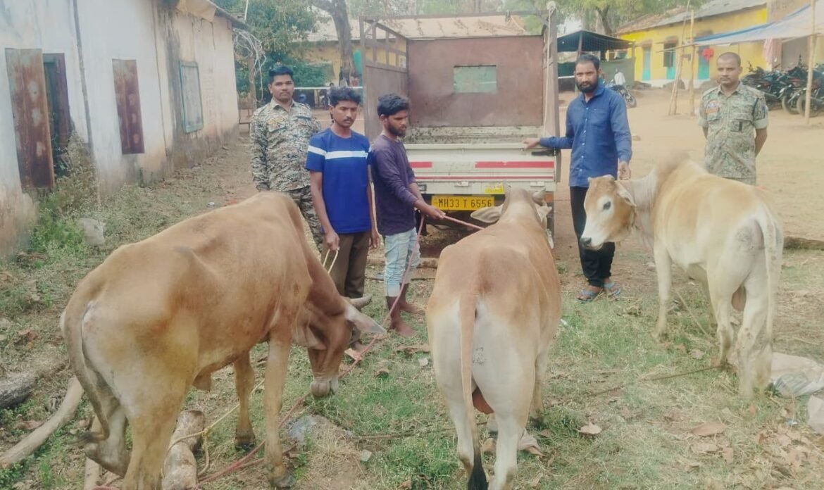 गौ तस्करी में पकड़ा गया छोटा हाथी वाहन और पुलिस द्वारा जब्त किए गए मवेशी