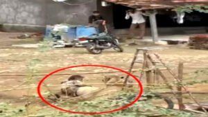 शेरनी ने किसान पर किया हमला, आधे घंटे तक जबड़े में दबाए रखा हाथ