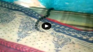  कोरबा में बेड पर पिता के साथ सो रही बच्ची को करैत सांप ने डसा, अस्पताल में मौत 